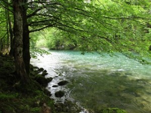 blog-June-2-2013-1-Fly-Fishing-in-Croatia-Kupa-River