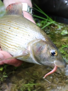 blog-June-2-2013-5-Grayling-with-Trojan-worm