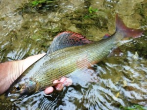 blog-June-2-2013-6-Croatia-European-grayling