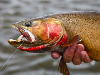 blog-June-21-2013-5-Cutthroat-in-Wyoming
