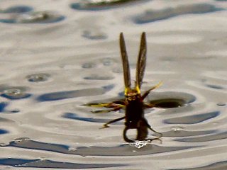 blog-June-25-2013-7-green-drake-mayfly