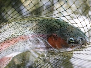 blog-June-3-2013-3-Rainbow-trout-Reka-Idrijca