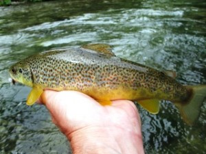 blog-June-3-2013-7-brown-trout-Slovenia