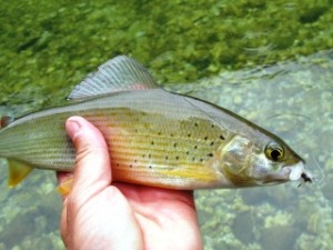 blog-June-4-2013-5-Slovenia-grayling