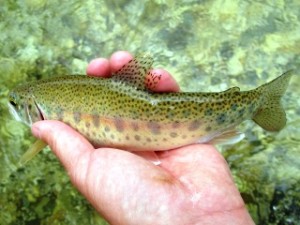 blog-June-4-2013-Sava-River-rainbow