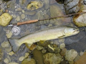 blog-June-5-2013-7-marble-trout-Idrijca-River