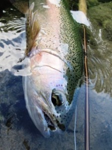 blog-June-5-2013-8-rainbow-trout-Idrijca-River-Slovenia
