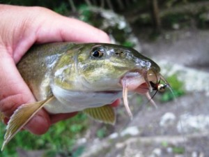 blog-June-6-2013-5-fly-fishing-for-barbell