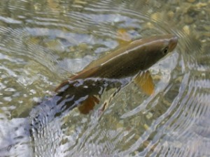 blog-June-9-2013-4-European-Grayling-Slovenia