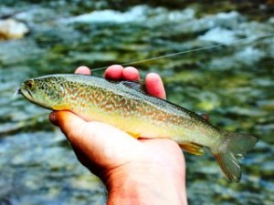 blog-June-9-2013-6-marble-trout