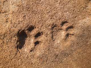 blo-July-29-2013-6-Jaguar-tracks