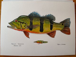 blog-July-1-2013-3-Peacock-Bass-artwork