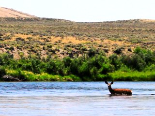 blog-July-2-2013-1-mule-deer