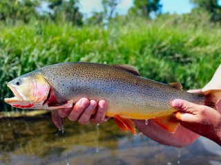 blog-July-2-2013-6-Cutthroat-trout