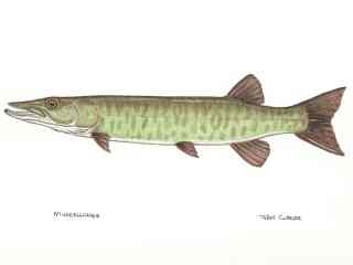 blog-July-21-2013-Jeff-Currier-Muskellunge-art
