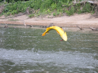 blog-July-28-2013-5-Golden-Dorado