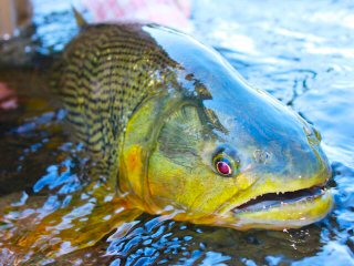 blog-Aug-1-2013-3-Freshwater-dorado