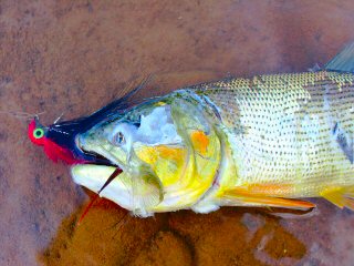 blog-Aug-1-2013-6-Golden-dorado-carnage-in-the-Amazon