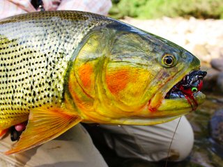 blog-Aug-1-2013-7-fly-fishing-for-golden-dorado-Bolivia