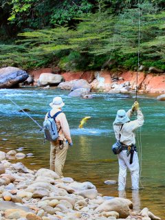 blog-Aug-2-2013-5-Tom-Hansen-golden-dorado-fishing