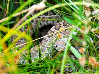 blog-Aug-20-2013-12-prairie-rattlesnake