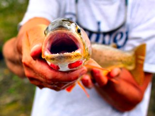 blog-Aug-27-2013-9-Bonneville-Cutthroat