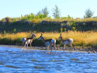 blog-Aug-28-2013-1-pronghorn-antelope