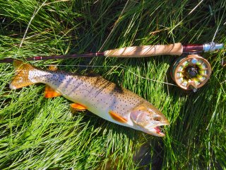 blog-Aug-28-2013-4-Bonneville-cutthroat