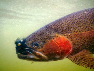 blog-Aug-28-2013-5-Rainbow-trout