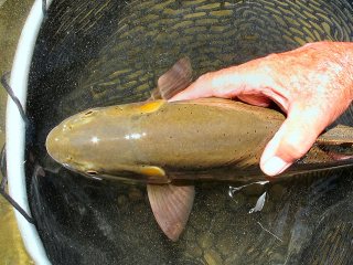 blog-Aug-29-2013-1-Fly-Fishing-the-South-Fork-of-Idaho