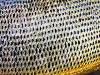 blog-Aug-3-2013-2-Fly-fishing-for-golden-dorado