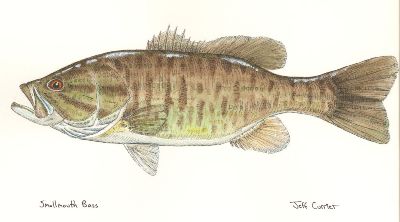 Smallmouth Bass Smallie Jeff Currier