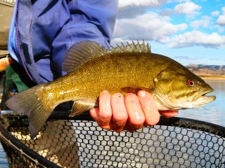 Smallmouth-bass-in-Idaho