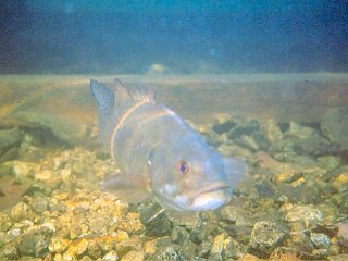 Spawning-smallmouth-bass-Jeff-Currier