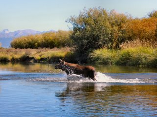 blog-Sept-20-2013-3-Moose-calf