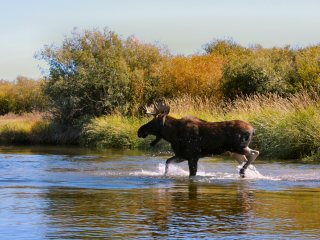 blog-Sept-20-2013-4-Bull-Moose-Idaho