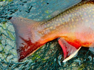 blog-Sept-27-2013-1-Big-Brook-Trout