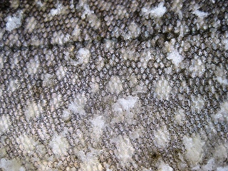 blog-Sept-28-2013-1-Lake-Trout