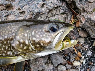 blog-Sept-28-2013-4-fly-fishing-for-lake-trout