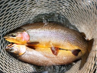 blog-Sept-4-2013-4-Cuttbow-trout