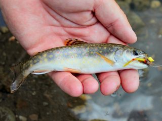 blog-Sept-9-2013-2-Brook-trout-fishing
