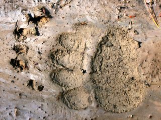 blog-Sept-9-2013-3-Grizzly-Bear-tracks