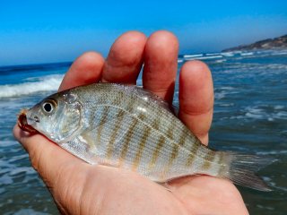 blog-Oct-14-2013-5-barred-surf-perch