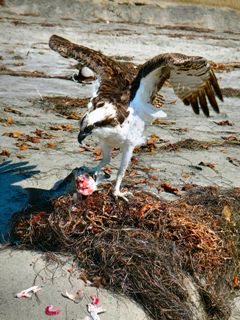 blog-Oct-14-2013-8-osprey-eating-a-corbina