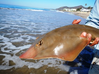 Sharks!, Global FlyFisher