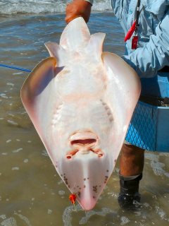 blog-Oct-17-2013-5-shovelnose-shark