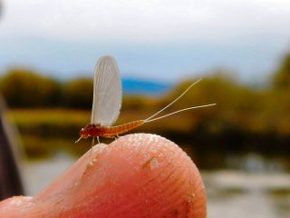 blog-Oct-2-2013-3-blue-wing-olive-hatch