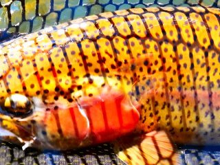 blog-Oct-21-2013-1-Rainbow-trout