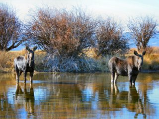 blog-Oct-26-2013-2-moose