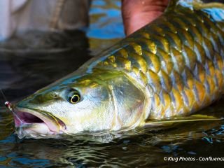 blog-Oct-27-2013-2-Golden-Mahseer